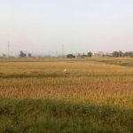 Recogiendo arroz en Vietnam