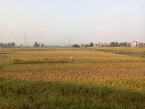 Recogiendo arroz en Vietnam