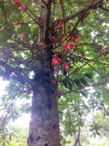 Jardines de la Pagoda de Thien Mu