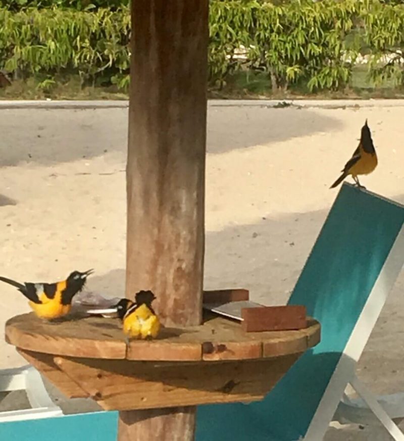 Pájaros en Curaçao