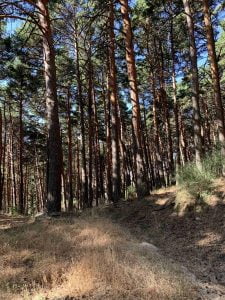 Miraflores de la Sierra en verano