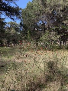 Senderismo por el Sabinar y la Fuentona en Calatañazor