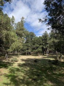 Senderismo por el Sabinar y la Fuentona en Calatañazor