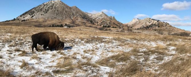 Bisonte en Bear Butte State Park