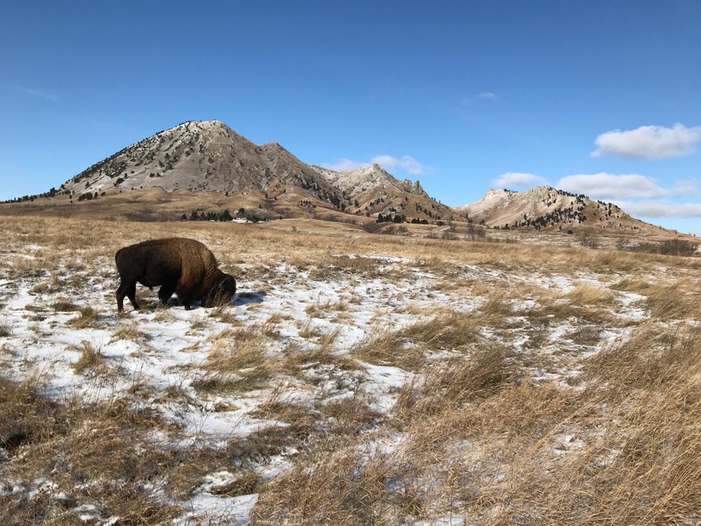 Bisonte en Bear Butte State Park