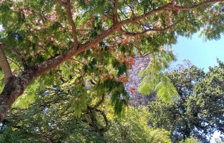 Arboles por el bosquete