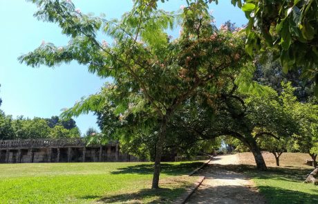 Paseo bosquete
