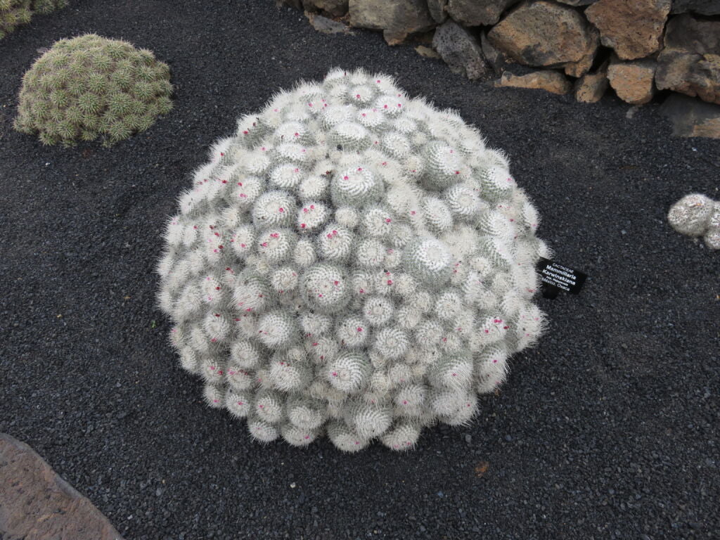 Mammillaria Karwinskiana en el Jardín de Cactus de Lanzarote