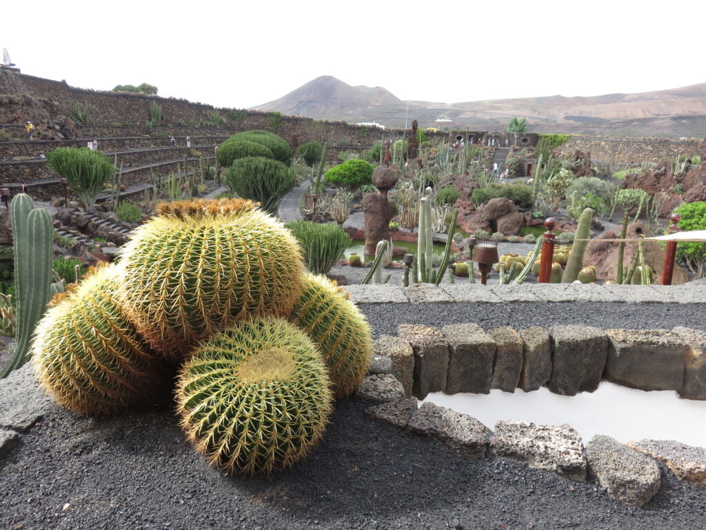 Echinocactus Platyacanthus en el Jardín de Cactus de Lanzarote