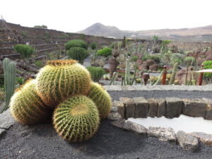 Echinocactus Platyacanthus en el Jardín de Cactus de Lanzarote
