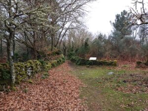 Entrando en el bosque