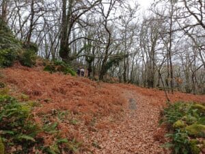 Caminando por el bosque con lluvia