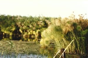 Fonte Ciane en Siracusa en la isla de Sicilia