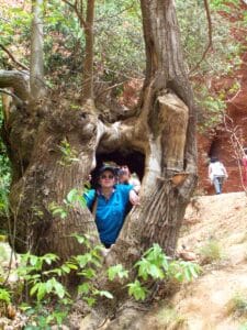 En un árbol centenario de Las Médulas