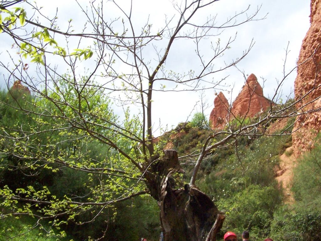 Las Médulas y sus árboles centenarios Las Médulas y sus árboles centenarios