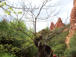Las Médulas y sus árboles centenarios