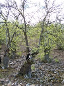 Arbol en Las Médulas